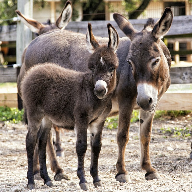 Miniature Donkeys by Monica Adams