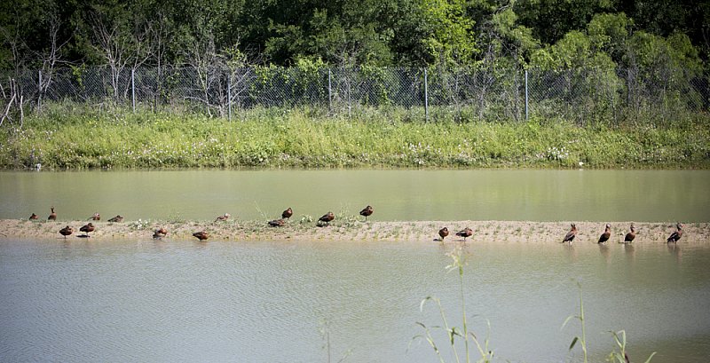 Whistling Ducks